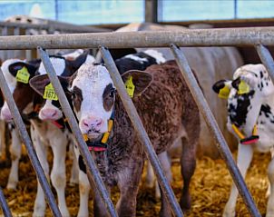 Ontdek de boerderijdieren bij Huisje in Zuid-Scharwoude, een vakantiehuis in Noord-Holland, voor een unieke landelijke ervaring.