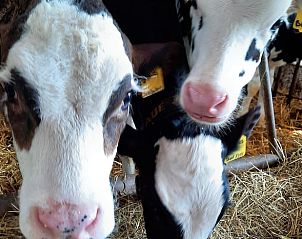 Schattige kalfjes op de boerderij bij Huisje in Zuid-Scharwoude, een vakantiehuis in Noord-Holland, voor een landelijke ervaring.