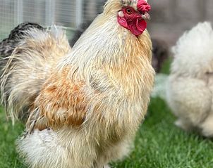 Guest house 494602 - Holiday property Noord-Holland midden - Huisje in Jisp