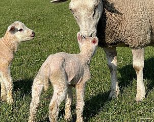 Guest house 495102 - Bed and Breakfast Noord-Holland midden - Vakantiehuisje in Markenbinnen