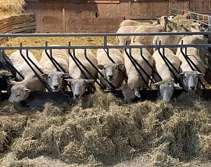 Guest house 495102 - Bed and Breakfast Noord-Holland midden - Vakantiehuisje in Markenbinnen