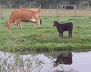 Guest house 495102 - Bed and Breakfast Noord-Holland midden - Vakantiehuisje in Markenbinnen