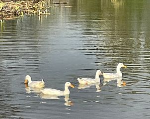 Guest house 495102 - Bed and Breakfast Noord-Holland midden - Vakantiehuisje in Markenbinnen