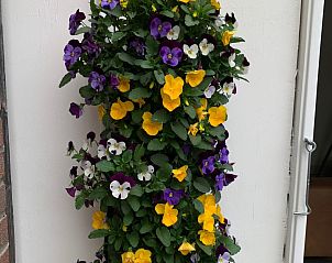 Guest house 510202 - Holiday property Amsterdam eo - Vakantiehuis Zaandam in der N�he aller niederl�ndischen Se