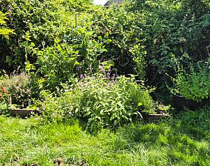 Weelderige tuin rondom vakantiehuis in Broek in Waterland, Amsterdam eo.