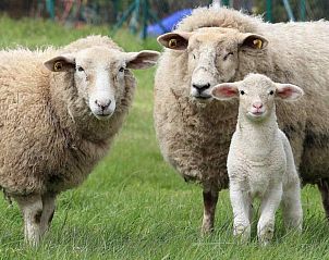 Unterkunft 513306 - Ferienhaus Amsterdam eo - NH360