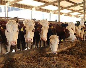 Unterkunft 513330 - Ferienhaus Amsterdam eo - Huisje in Weesp