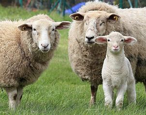 Unterkunft 513330 - Ferienhaus Amsterdam eo - Huisje in Weesp