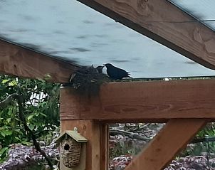 Vogelnestje op de veranda van Vakantiehuis in Nutter, Twente, omgeven door de natuur.