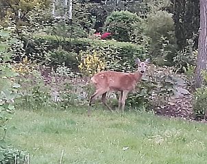 Wilde reen in de tuin van Vakantiehuis in Nutter, Twente, omgeven door natuurlijke schoonheid.