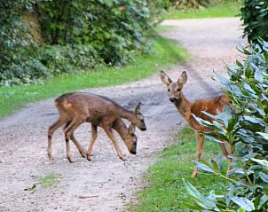 Wilde herten nabij Vakantiehuisje in Nutter, Twente, bieden een unieke natuurervaring in Overijssel.