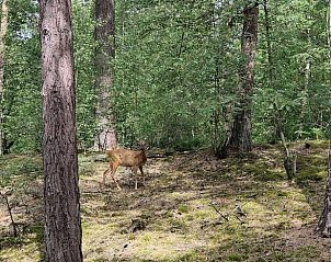 Guest house 520506 - Holiday property Twente - Huisje in de Lutte