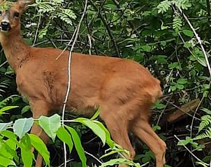 Guest house 520506 - Holiday property Twente - Huisje in de Lutte