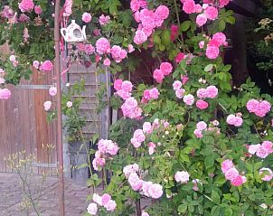 Unterkunft 520509 - Ferienhaus Twente - Huisje in De Lutte in Twente