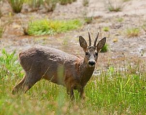 Unterkunft 520512 - Ferienhaus Twente - Huisje in de Lutte