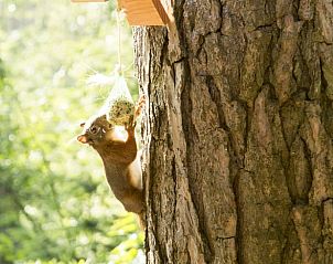 Unterkunft 520556 - Ferienhaus Twente - Vakantiehuisje in De Lutte, gemeente Losser