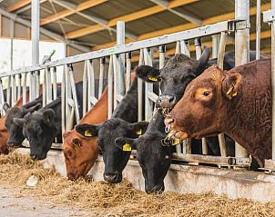 Koeien voeren bij Vakantiehuis in Wierden, unieke ervaring in Twente, Overijssel.