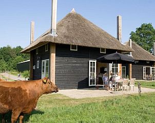 Vakantiehuis in Wierden, Twente met rieten dak en terras naast grazende koeien.