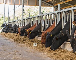 Koeien in de stal bij Vakantiehuis in Wierden, Twente voor een authentieke boerderijbeleving.