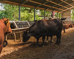 Boer met koeien in de stal bij Vakantiehuis in Wierden, Twente voor een authentieke ervaring.