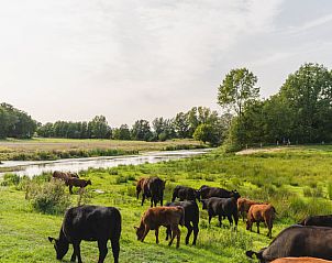 Koeien grazen langs een rivier bij Vakantiehuis in Wierden, Twente, perfect voor natuurliefhebbers.