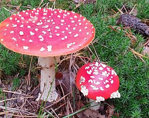 Unterkunft 520820 - Ferienhaus Twente - Mapadodo