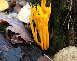 Unterkunft 520820 - Ferienhaus Twente - Mapadodo