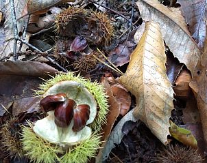 Unterkunft 520820 - Ferienhaus Twente - Mapadodo