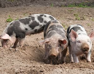 Varkens in de buurt van vakantiehuisje in Hezingen, midden in Twente, Overijssel.