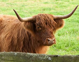 Schotse hooglander in de omgeving van vakantiehuisje in Hezingen, Twente.