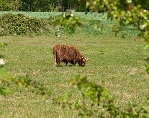 Grazende hooglander in weide nabij vakantiehuisje in Hezingen, Twente, Overijssel.