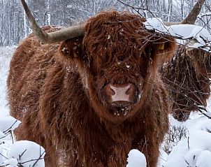 Hooglander in winters landschap bij vakantiehuisje in Hezingen, Twente.