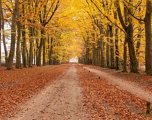 Herfstbos met kleurrijke bladeren nabij vakantiehuisje in Hezingen, Twente.