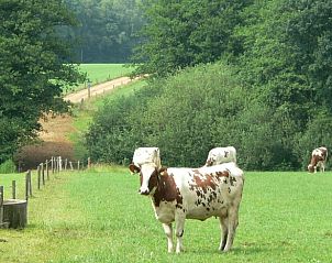 Prachtige natuur rondom vakantiehuisje in Hezingen met grazende koeien, Twente, Overijssel.