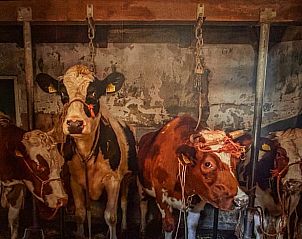 Authentieke sfeer met koeien in stal in vakantiehuisje in Geesteren, landelijk verblijf in Twente, Overijssel.
