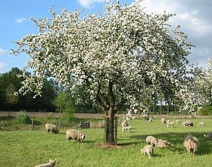 Verblijf 521205 - Vakantiewoning Twente - vakantieboerderijtje-achterhoek-twente.nl