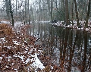 Sereen boslandschap in de winter nabij Vakantiehuisje in Overdinkel, Twente met besneeuwde bomen.