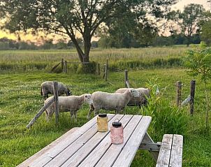 Prachtig uitzicht op weide met schapen bij Vakantiehuisje in Overdinkel, gelegen in het groene Twente, Overijssel.