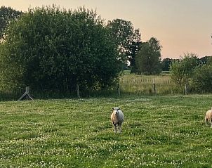 Schapen in de groene velden rondom Vakantiehuisje in Overdinkel, een idyllische locatie in Twente, Overijssel.