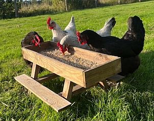 Kippen genieten van voer in de tuin van Vakantiehuisje in Overdinkel, een landelijke ervaring in Twente, Overijssel.