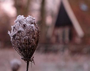 Verblijf 521726 - Vakantiewoning Twente - Huisje in Reutum