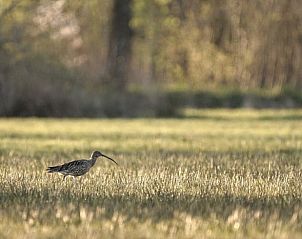 Natuurlijke omgeving van Vakantiehuisje in Rijssen, Twente, Overijssel met een vogel in een groen veld.