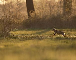 Rustige natuur rondom Vakantiehuisje in Rijssen, Twente, Overijssel met een haas in het grasland.