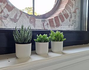 Decoratieve planten in Vakantiehuisje in Ambt Delden, Twente, Overijssel.