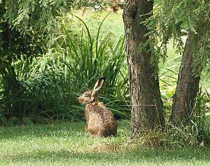 Unterkunft 521926 - Ferienhaus Twente - Huisje in Ambt Delden