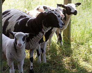 Guest house 522002 - Holiday property Twente - Huisje in Rossum