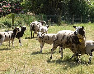 Guest house 522004 - Holiday property Twente - Huisje in Rossum