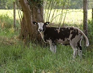 Guest house 522006 - Holiday property Twente - Huisje in Rossum