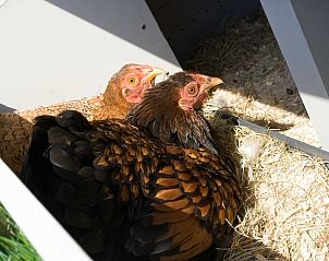 Guest house 522006 - Holiday property Twente - Huisje in Rossum