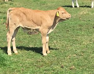 Guest house 522007 - Holiday property Twente - Huisje in Rossum